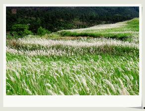 绿草在线观看,踏青赏绿，畅享自然之美  第3张